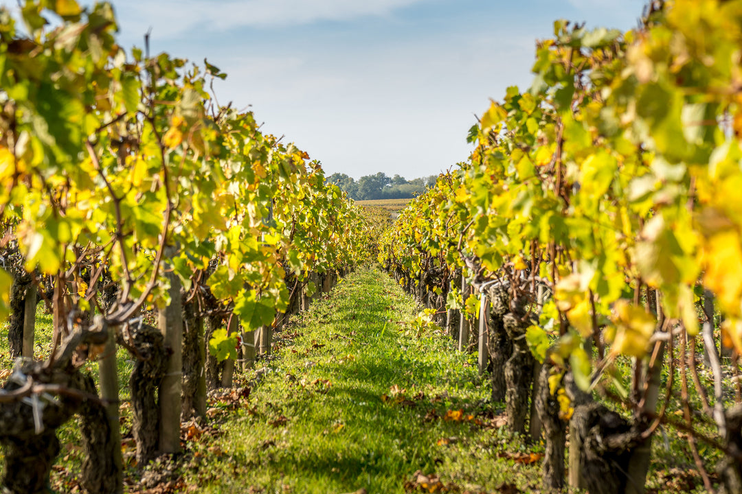 <b class="h1">Jak to začalo?</b>